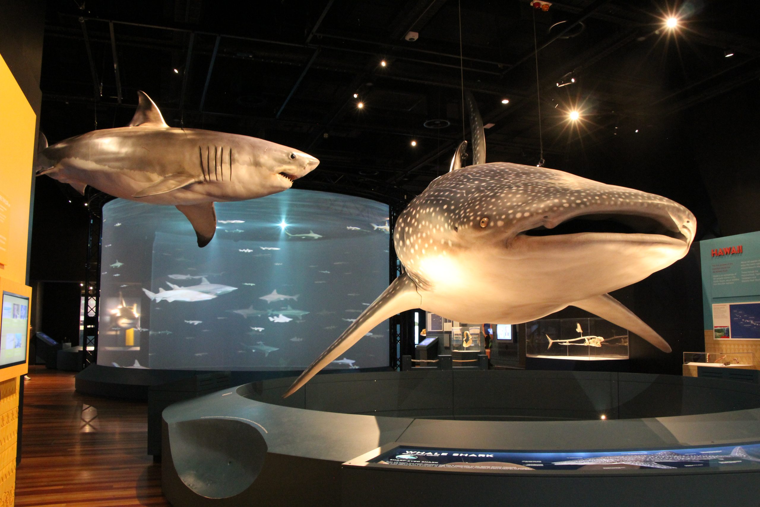 Featured image for “The Sharks Exhibition at the Australian Museum”